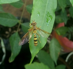 Syrphidae