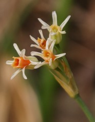 Tulbaghia leucantha