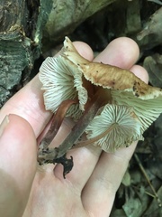 Collybiopsis dichroa