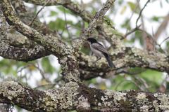 Dryoscopus gambensis