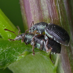 Phyllobius viridicollis