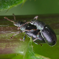 Phyllobius viridicollis