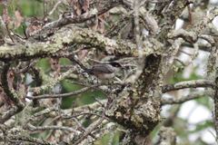 Dryoscopus gambensis