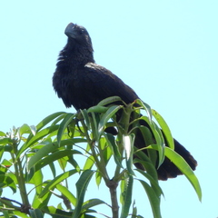 Crotophaga ani
