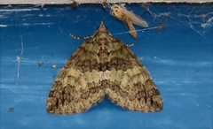 Hydriomena impluviata