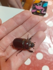 Oryctes nasicornis