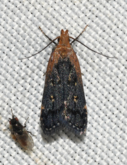 Dichomeris costarufoella