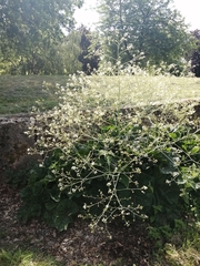 Crambe cordifolia