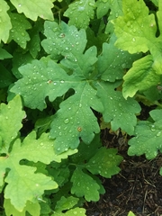 Stylophorum diphyllum