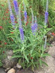 Veronica spicata