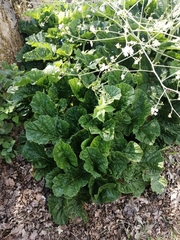 Crambe cordifolia