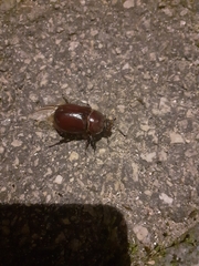 Oryctes nasicornis