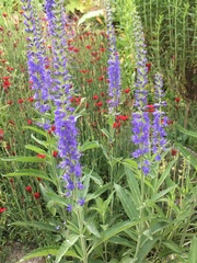 Veronica spicata