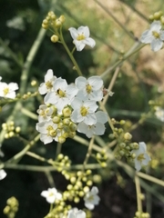 Crambe cordifolia