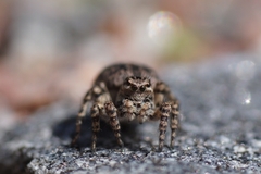 Aelurillus v-insignitus