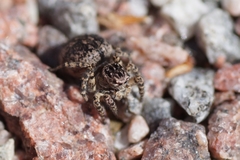 Aelurillus v-insignitus