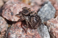 Aelurillus v-insignitus