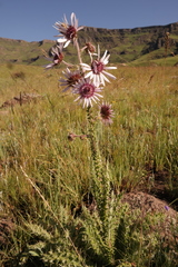 Berkheya purpurea