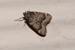 Hypsopygia phoezalis
