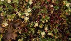 Crassula papillosa