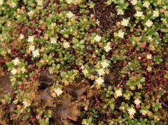 Crassula papillosa