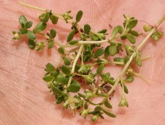 Crassula papillosa