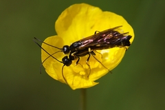 Cephidae