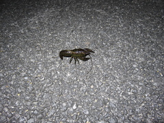 Procambarus alleni image