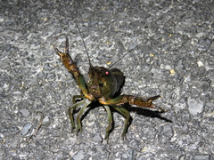 Procambarus alleni