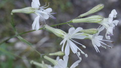 Silene italica