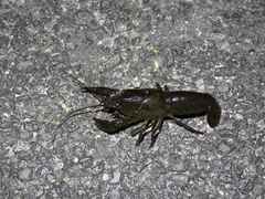 Procambarus alleni