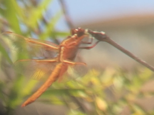 photo of Flame Skimmer (Libellula saturata)