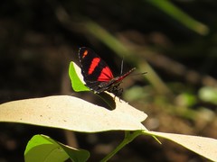 Callicore astarte selima