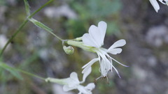 Silene italica
