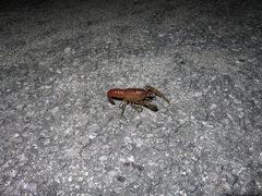 Procambarus alleni image