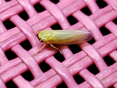 Cicadula
