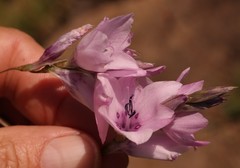 Dierama robustum