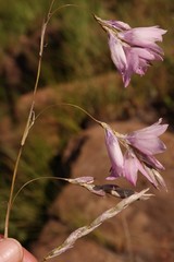 Dierama robustum