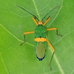 Paryphes