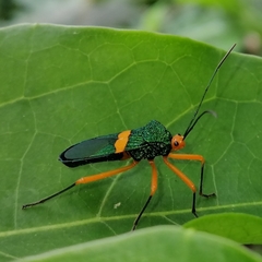 Paryphes