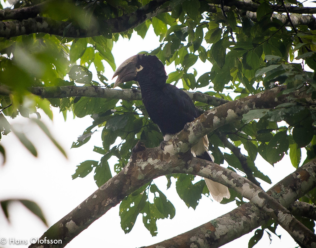 Brown-cheeked Hornbill (Bycanistes cylindricus) photo