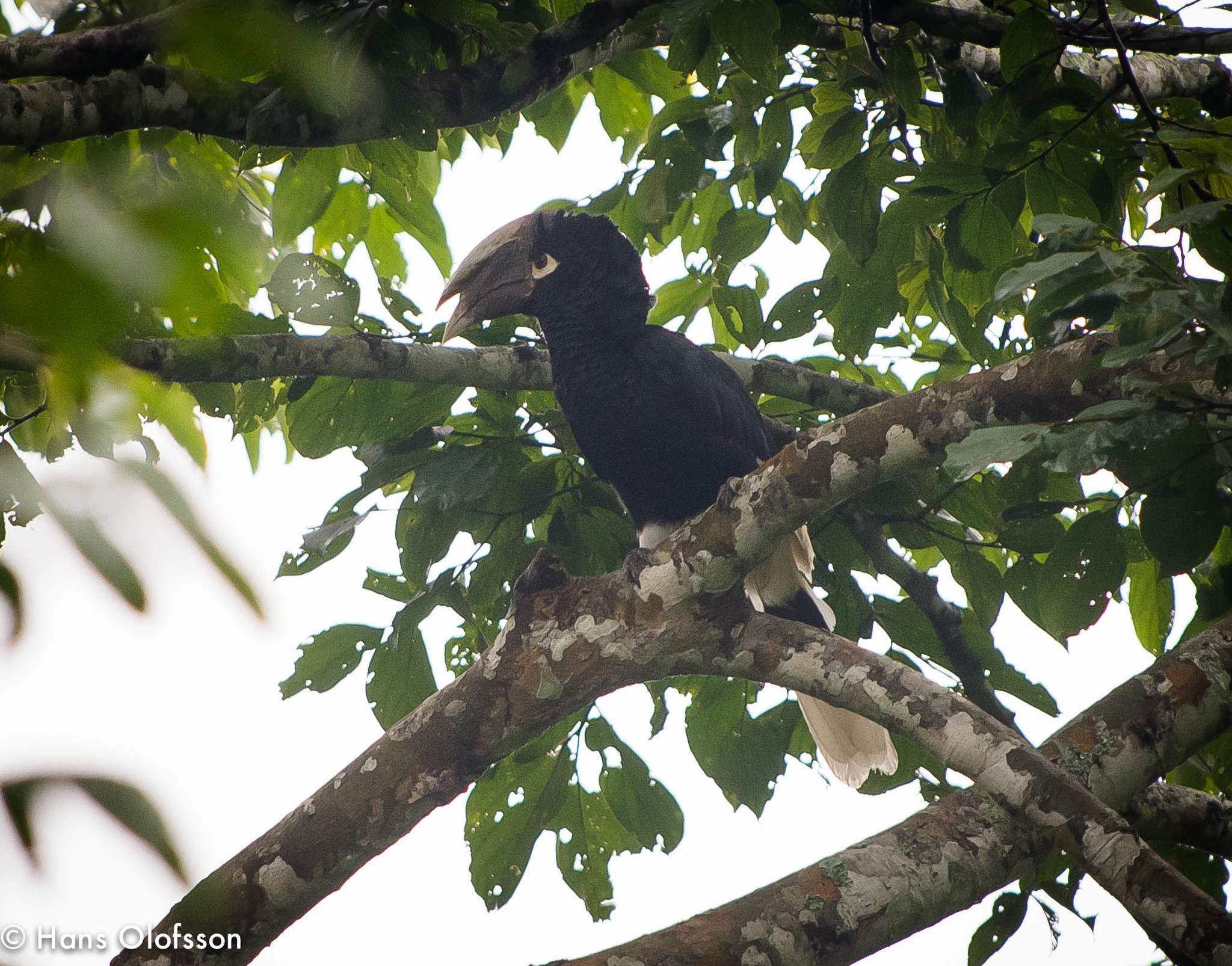 Brown-cheeked Hornbill (Bycanistes cylindricus) · iNaturalist Brown-cheeked Hornbill (Bycanistes cylindricus) · iNaturalist