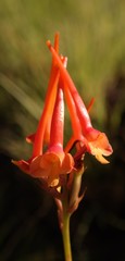 Disa porrecta