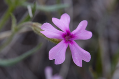 Phlox speciosa
