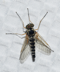 Chrysopilus ornatus