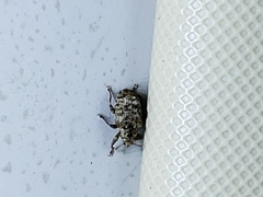 Conotrachelus recessus