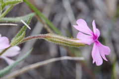 Phlox speciosa