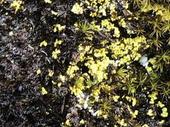 Arthrorhaphis citrinella