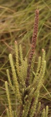 Erica alopecurus