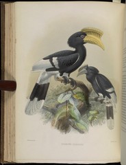 Brown-Cheeked Hornbill photo 4